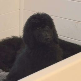 Boy 3 - Poodle puppy from Nailah's Beauties: Standard Poodles