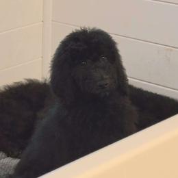 Boy 3 - Poodle puppy from Nailah's Beauties: Standard Poodles