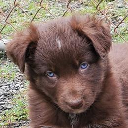 Clove - Red tri-color female Australian Shepherd puppy in Cottage Grove, Oregon from Farmstead Aussies