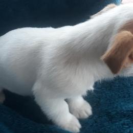 Russell Terriers from Harth's Russell Terriers