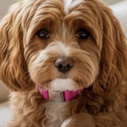 Lala - Cavapoo