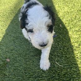 Bernedoodle Puppies from SoCal Bernedoodles