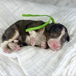 Green Collar Female - Merle female Bernedoodle puppy in Crete, Illinois from Plum Valley Pups