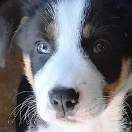 Border Collies from Wall's Border Collies