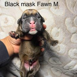 Black - Fawn male Boxer puppy in Louisville, Kentucky from Nelson’s Fancy Frenchies and Bulldogs