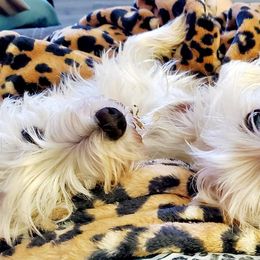 West Highland White Terriers from Westie Love 5