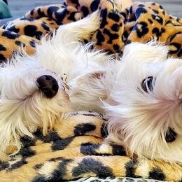 West Highland White Terriers from Westie Love 5