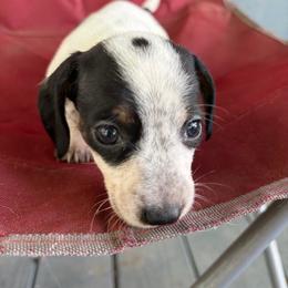 Princess - Piebald female Dachshund puppy in Conroe, Texas from Dots Dachshunds