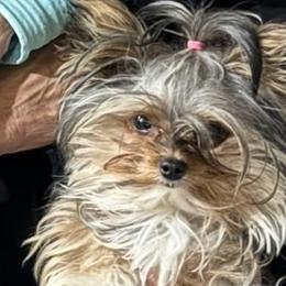 Yorkshire Terriers from Yorkies By Cheri