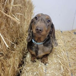 Dawson - Dachshund