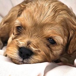 Barbie (Pink) - Cream female Cavapoo puppy in Georgetown, Texas from Mc Doodles of Texas LLC