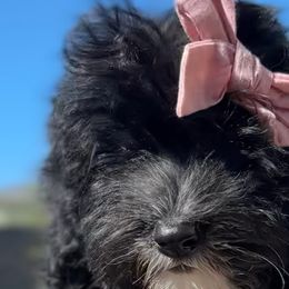 Sheepadoodles from Real Doodles of OC