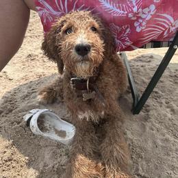 Goldendoodle Puppies from Hannah Mae Doodles
