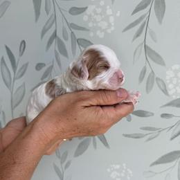 Martha Washington - Blenheim female Cavapoo puppy in Pleasant Grove, Utah from Canterbury Canines