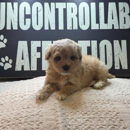 Boone - Apricot male Maltipoo puppy in Berea, Kentucky from Blair’s Furry Friends