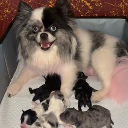 Pomeranian puppies from AMAYSING Pups