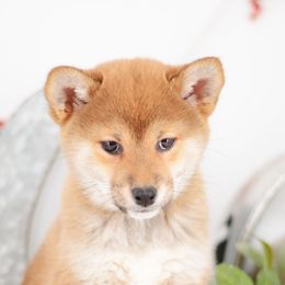 Marika ❤️ Red Girl - Red female Shiba Inu puppy in Neosho, Missouri from Sunny Terrace Shibas