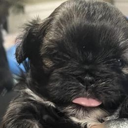 Shih Tzus from Season's Shih Tzus