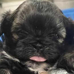 Shih Tzus from Season's Shih Tzus