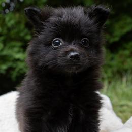 Pip - Black male Pomeranian puppy in Grayslake, Illinois from Lamon’s Pom & Polar Pups