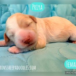 Priya - Fawn and white female Sheepadoodle puppy in Roseburg, Oregon from Sharon’s Sheepadoodle’s