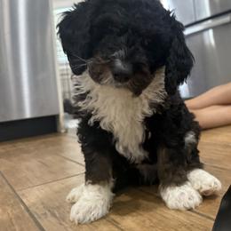 Bernedoodle Puppies from Rebecca Vandersluis