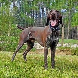 Captain - German Shorthaired Pointer