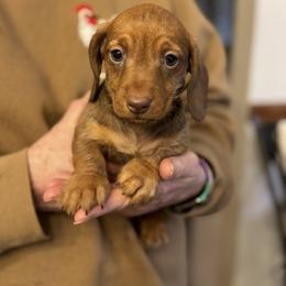 Olive - Chocolate and tan female Dachshund puppy in Boston, Kentucky from Boston Crossing