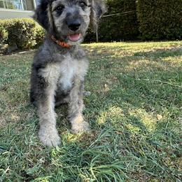 Assorted Doodle Crosses, Bernedoodle, Cockapoo, Double Doodle, Goldendoodle, and Golden Retriever Puppies from Hawk Mountain Doodles
