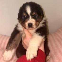 Paris - Black tri-color female Australian Shepherd puppy in Anniston, Alabama from All Hale Aussies