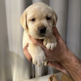 Girl 1 - Yellow female Labrador Retriever puppy in Beavercreek, Oregon from Grace's Labrador Retrievers