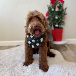 Lorax - Goldendoodle