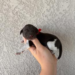 Red boy - Liver and white male German Shorthaired Pointer puppy in Escalon, California from Valley Pointers