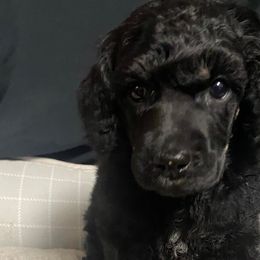 Girl 6 - Poodle puppy in Lehigh Valley, Pennsylvania from Starry Night Multicolored Poodles