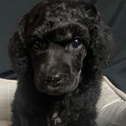 Girl 6 - Poodle puppy in Lehigh Valley, Pennsylvania from Starry Night Multicolored Poodles