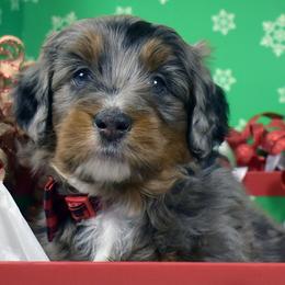 Rice Crispy - Blue merle male Bernedoodle puppy in Ogden, Utah from Salty Point Doodles