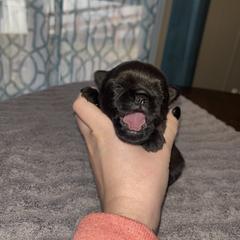 Brussels Griffon Puppies from Butler Brussels Griffon