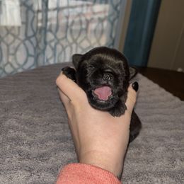 Brussels Griffon Puppies from Butler Brussels Griffon