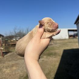 Cheddar - Cream male Dachshund puppy in Nashville, Arkansas from Cuddles n Curls