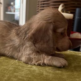 Eva - Chocolate female Dachshund puppy in Visalia, California from DachGraston Dachshunds