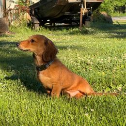 Dachshund All Grown Up from Ky’s dachshunds