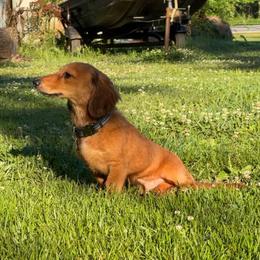 Dachshund All Grown Up from Ky’s dachshunds