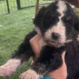 Bernedoodles from Mountain Valley Bernedoodles