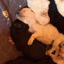 Angel - Black female Poodle puppy in Ormond Beach, Florida from Shooting Star Standard Poodles