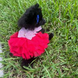 Blue - Black female Pomeranian puppy in Apollo Beach, Florida from Sherlock’s Poms
