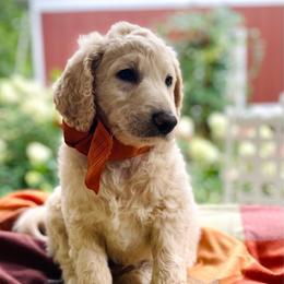 Shepherd - Cream male Goldendoodle puppy in Carlton, Minnesota from Lakeside Doodles MN