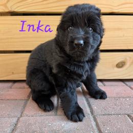 Inka - Black female German Shepherd puppy in Winterville, North Carolina from Southern Creek (Vom Südbach) German Shepherds