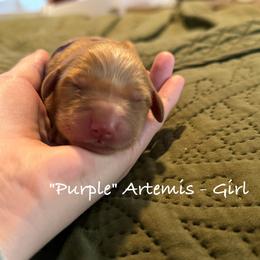 Artemis - Dark golden female Golden Retriever puppy in Weston, Missouri from Love is Golden