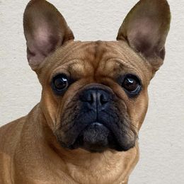 Freyja - French Bulldog