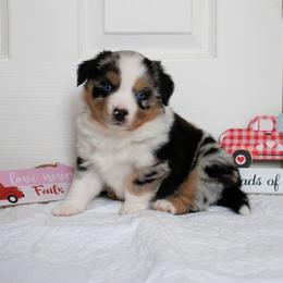 1 Girl - Blue merle female Australian Shepherd puppy in Burkesville, Kentucky from Bline’s Awesome Aussies & Doxies at the Bline Family Farm